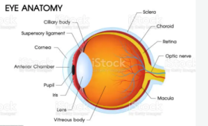 human eye details