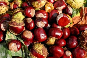 Chestnut Benefits
