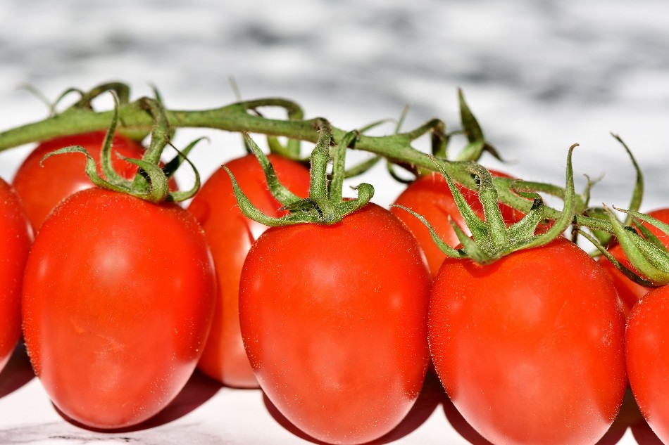 Tomatoes Lectins