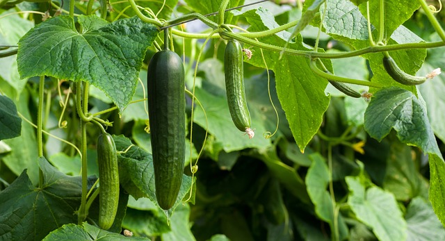 20 Health Benefits of Cucumber
