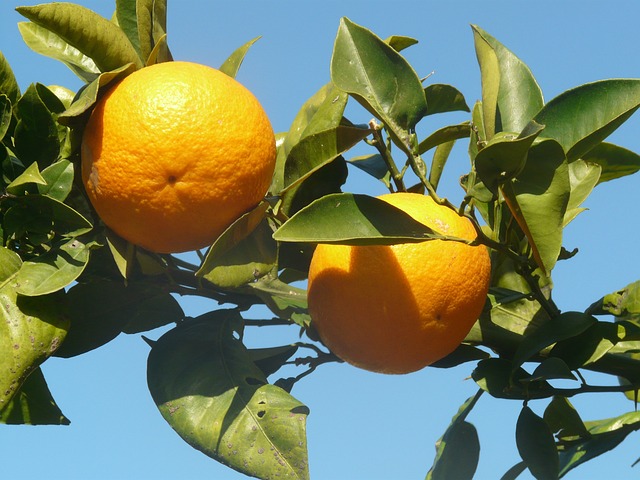 Health Benefits of Malta Fruits