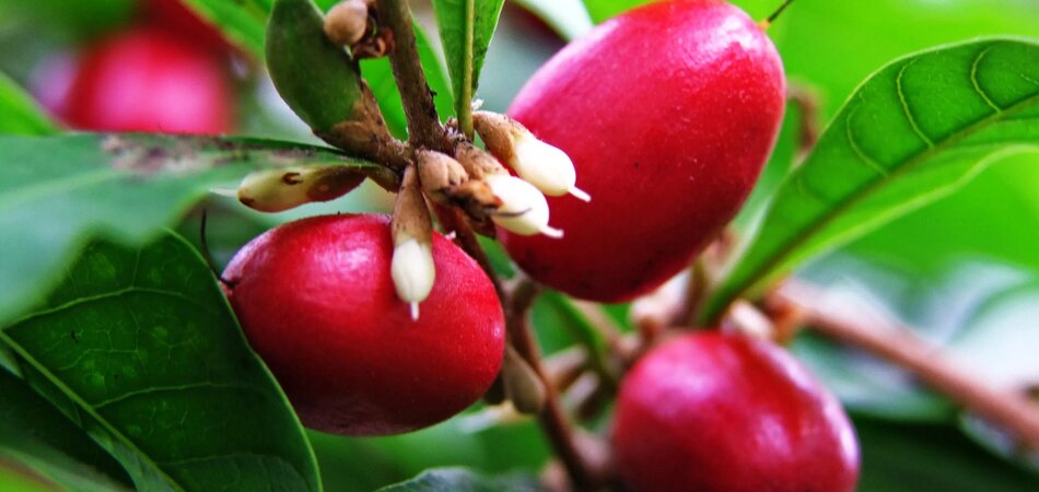 Health Benefits of Miracle Fruit