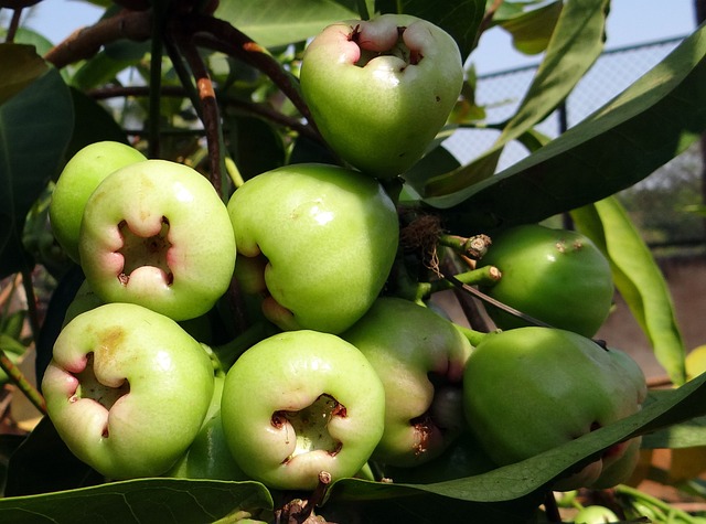 Health benefits of wax apple