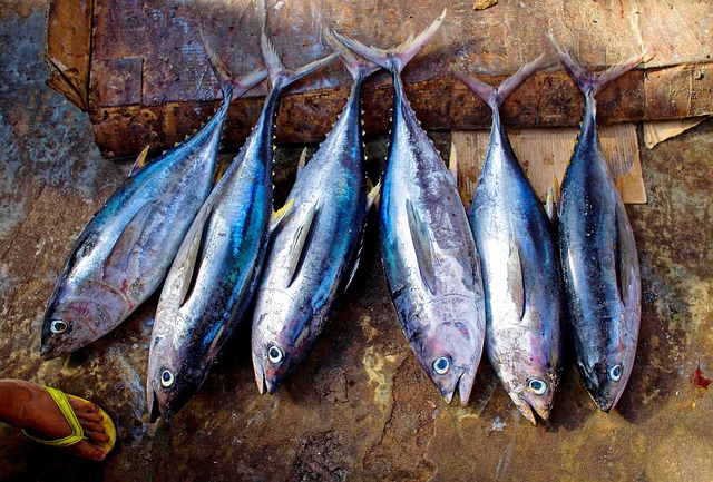 Health Benefits Of Tuna Fish