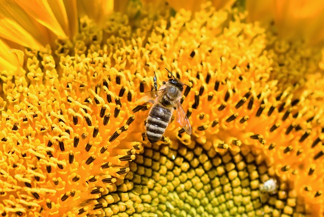 health benefits of bee pollen