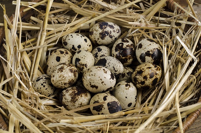 health benefits of quail eggs