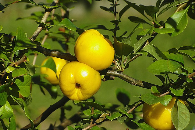 health benefits of quince